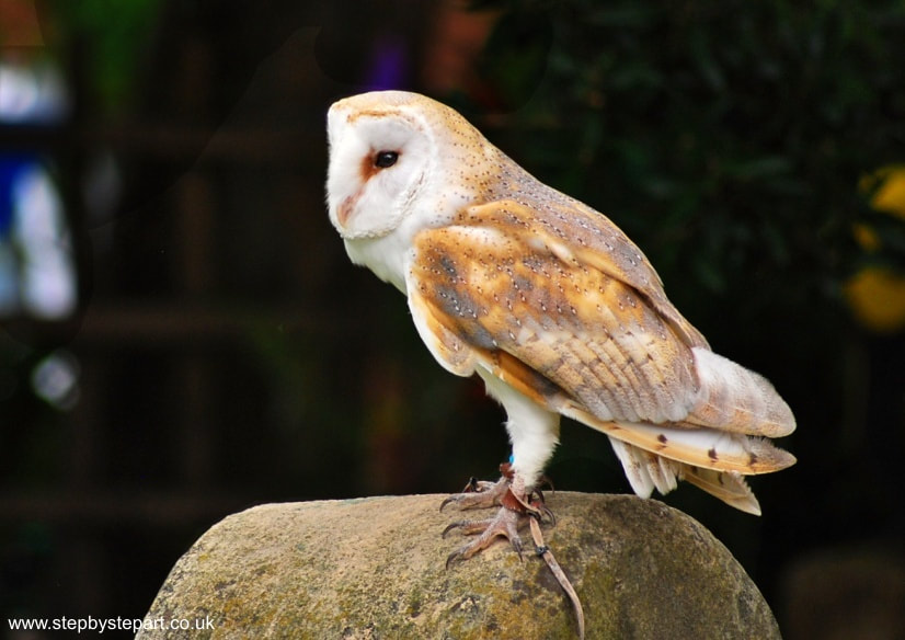 Barn Owl on stone