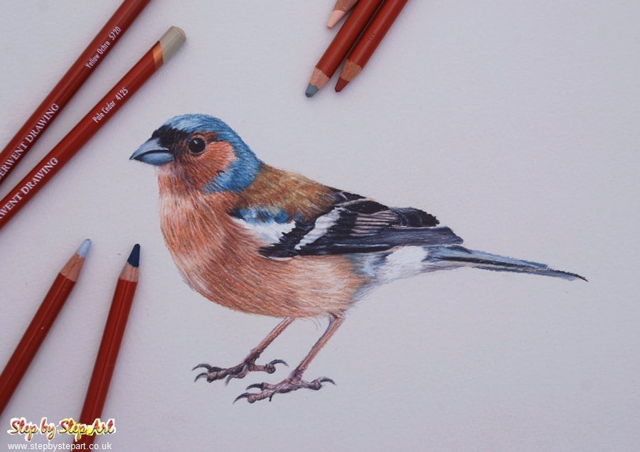 Drawing of a Chaffinch using Derwent drawing pencils completed on Bockingford grey tint paper and derwent drawing colour charts