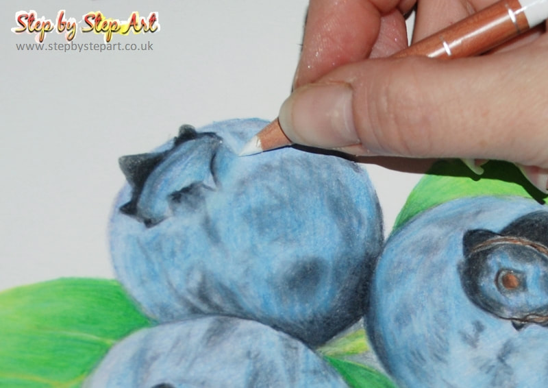 drawing blueberries using caran dache luminance pencils