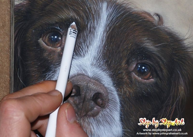 applying fine white fur on a pastel pencil springer spaniel