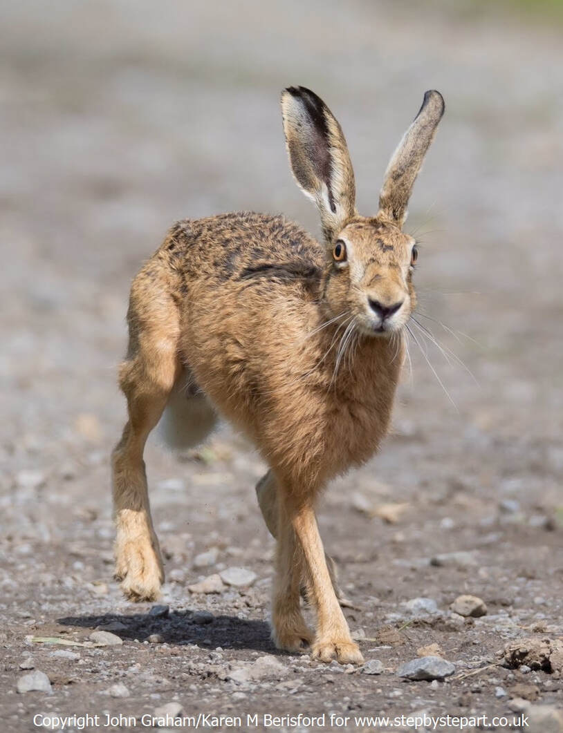 Running Hare photographed by John Graham