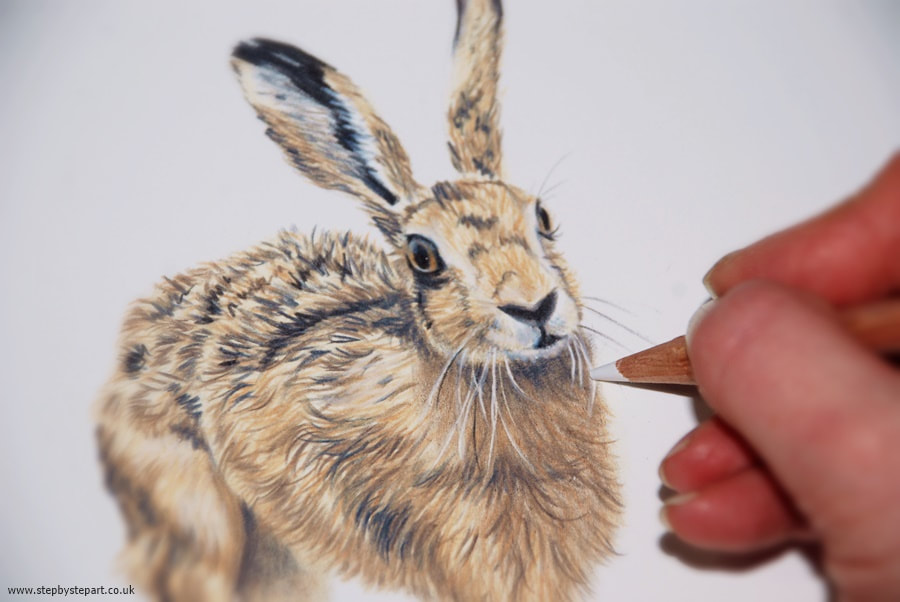 Hare drawing in coloured pencils for step by step art inclusion in March 2021 colored pencil magazine