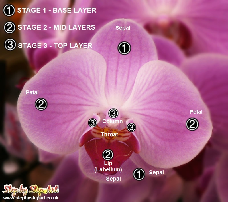 Photograph showing the structure of a pink orchid flower