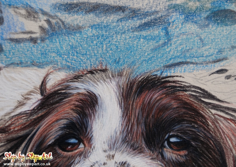 Detail of a springer spaniel swimming in water created in coloured pencil on Somerset printmaking paper