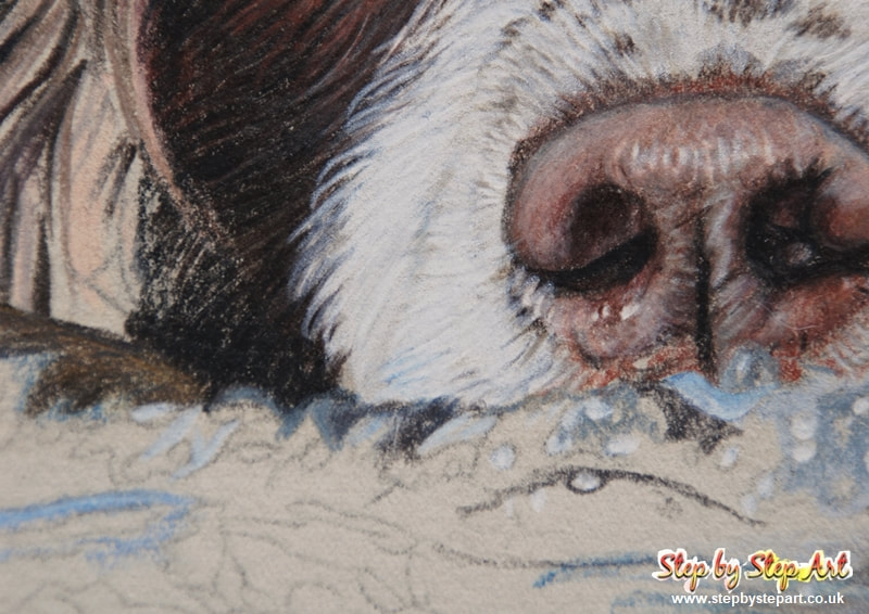 Coloured pencil drawing of a springer spaniel nose on somerset printmaking paper newspaper grey