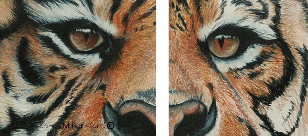 Sumatran Tiger eye in coloured pencils on Colourfix paper