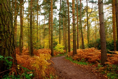 Photo of Autumn trees in Clumber Park, UK