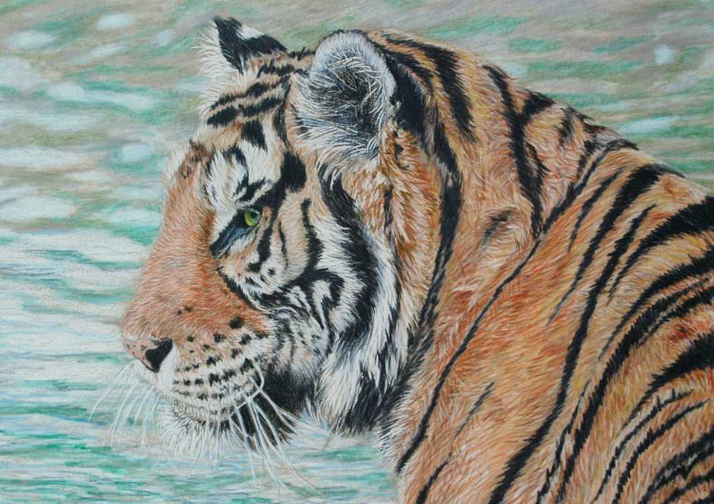 Coloured pencil drawing of a Sumatran Tiger