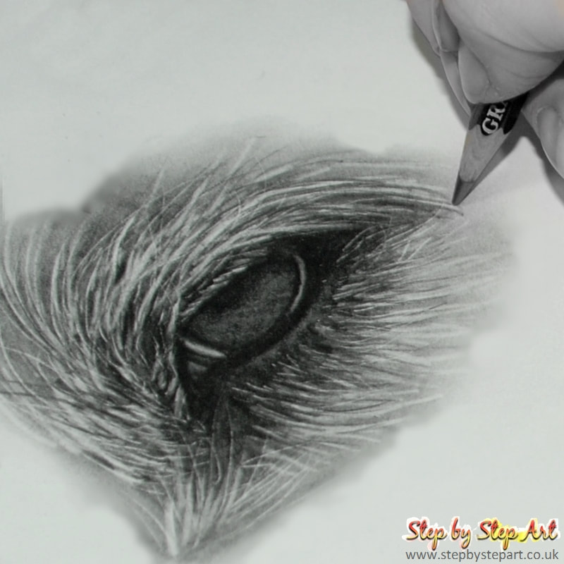 Applying fur to a graphite pencil dogs eye drawing
