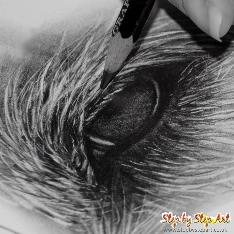 applying 8B grade of derwent graphite pencil to eyelashes of a dogs eye drawing