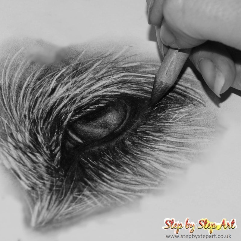 blending and softening the pencil tones in side a dogs eye graphite drawing