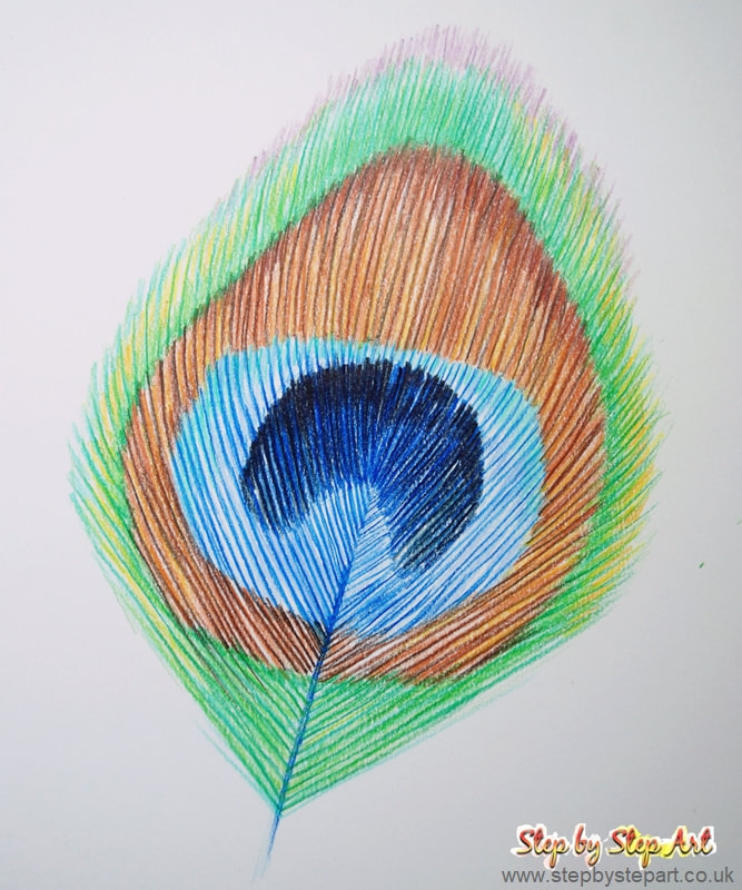 Peacock feather tonal layers coloured pencil drawing