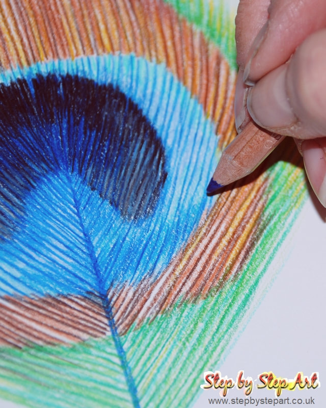 Adding blue contrasts to a coloured pencil drawing of a Peacock feather
