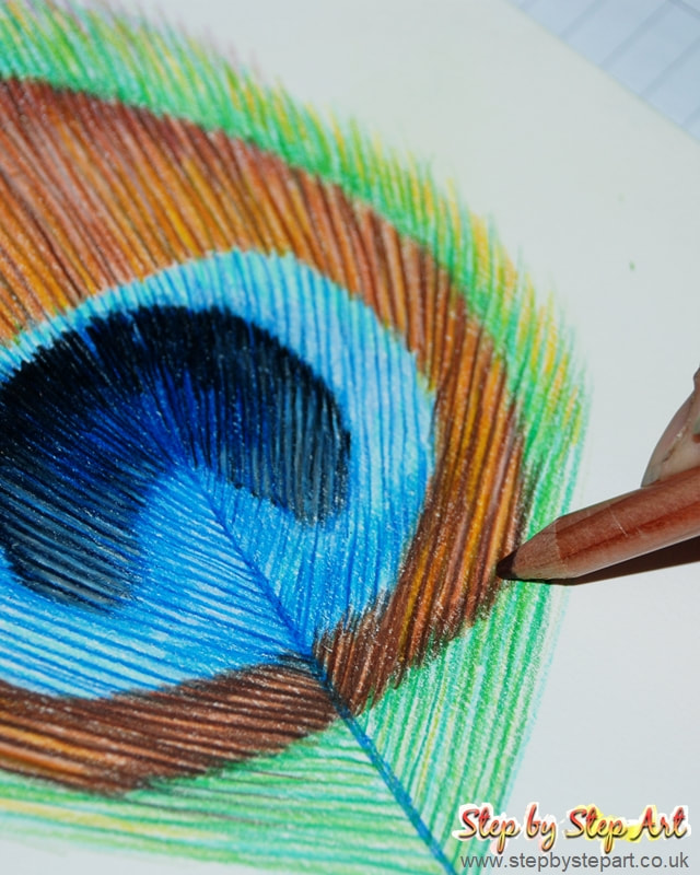 Adding brown contrasts to a coloured pencil drawing of a Peacock feather