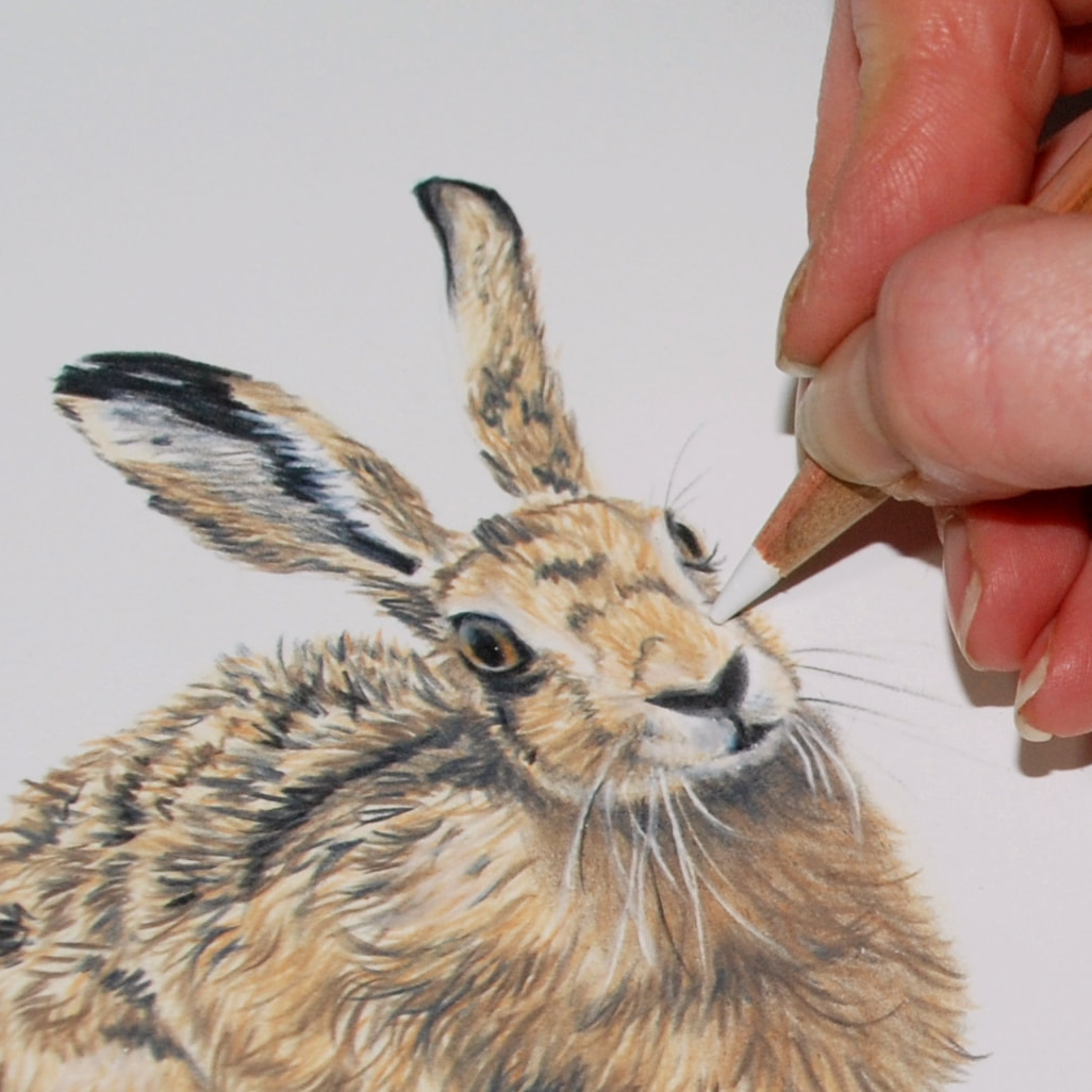 Adding the facial details to a coloured pencil drawing of a Hare
