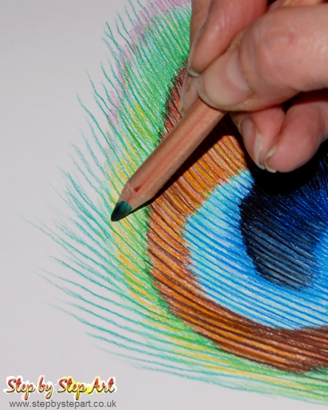 Adding green plumules to a coloured pencil drawing of a Peacock feather