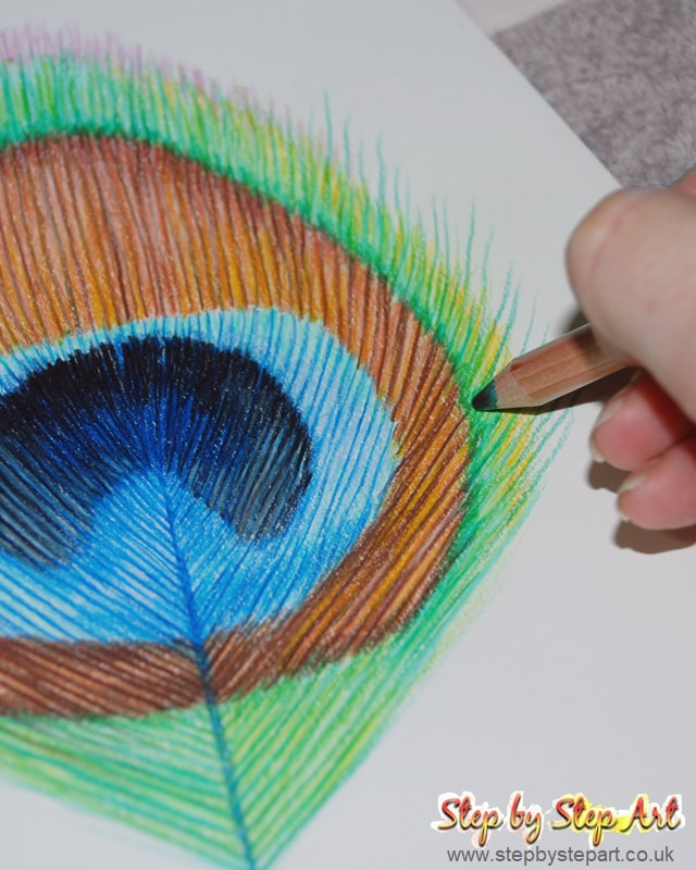 Defining the plumules on a coloured pencil drawing of a Peacock feather