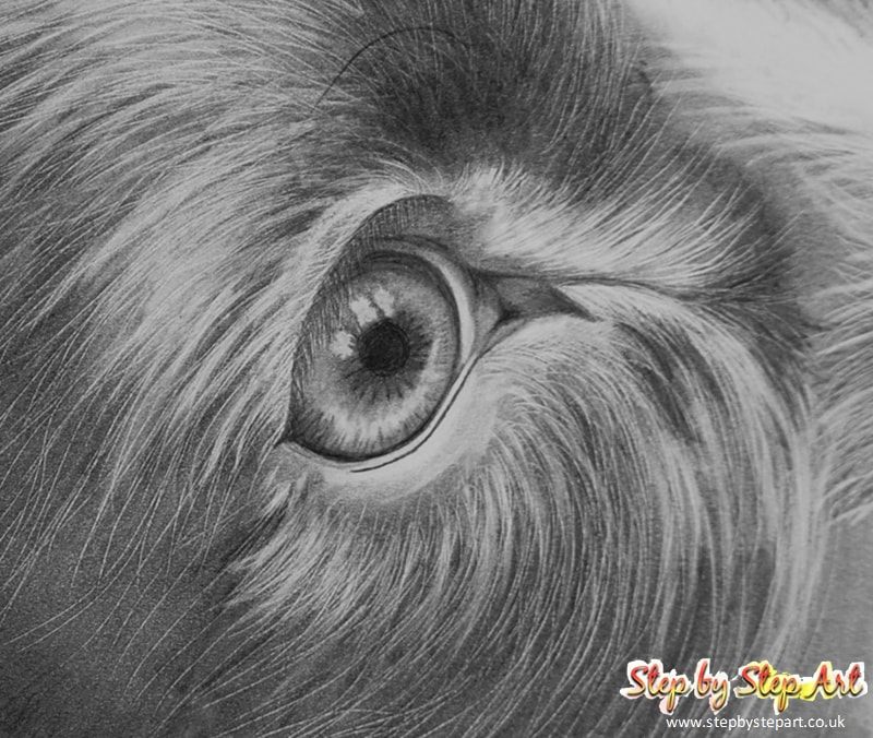 Graphite drawing of a dog's eye