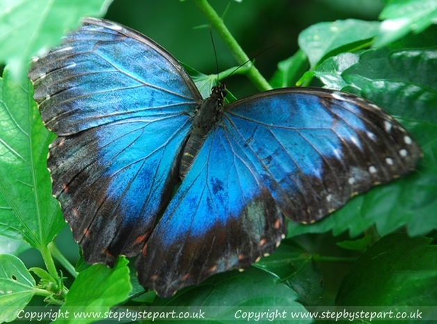 A stunning Blue Morpho Butterfly captured at Chester Zoo in the UK by Artist Karen M Berisford