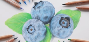 Art tutorials - Blueberries  drawing using Caran d'Ache Luminance coloured pencils