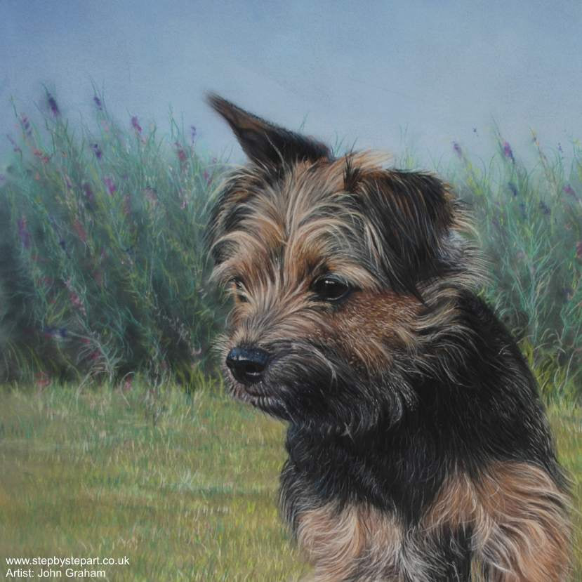 Border Terrier in a Lavender field pastel drawing on Pastelmat paper