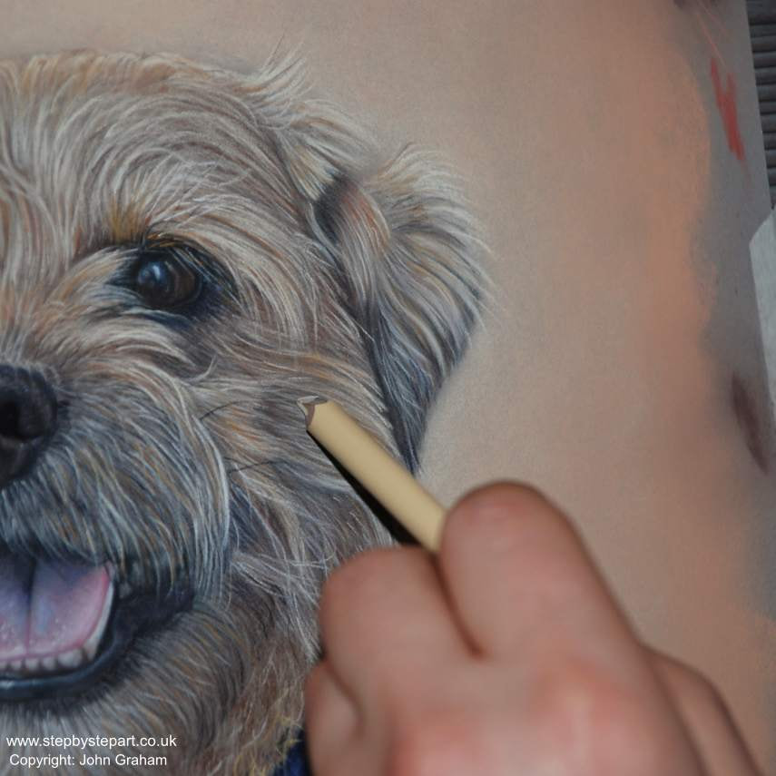 Border Terrier dog soft pastel drawing on Dark grey pastelmat paper by artist John Graham