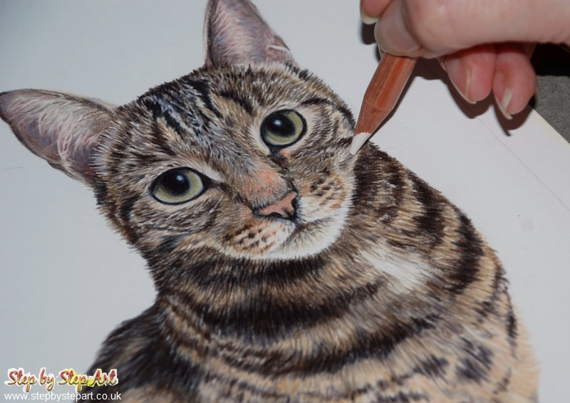 Mackerel tabby cat in coloured pencils on hot pressed bockingford 300gsm paper
