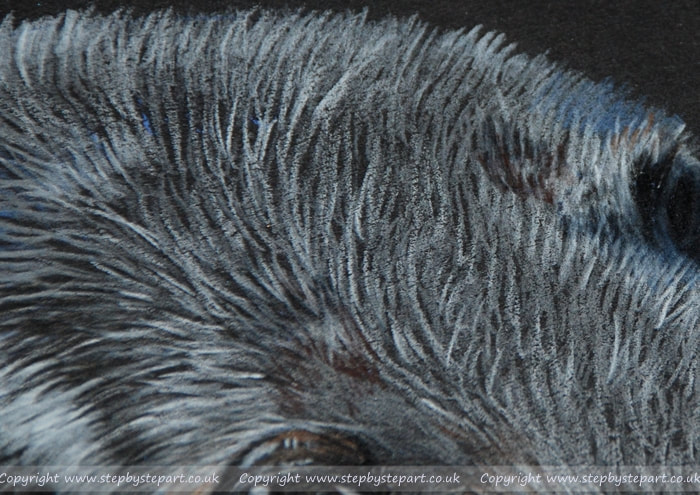 Fur on a seal in coloured pencil