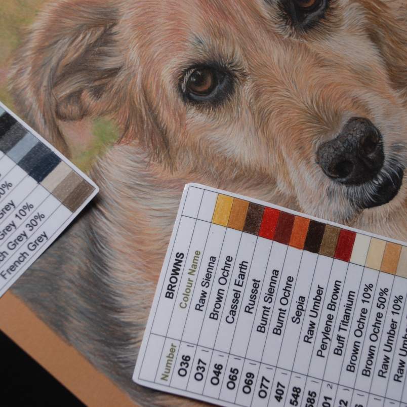 Colour charts and a pet portrait pencil drawing of a Labrador/collie cross dog