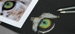 art tutorials leopard eye in coloured pencils