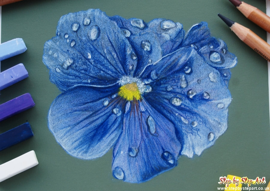 violet flower in dry pastels after being treated with a spray fixative