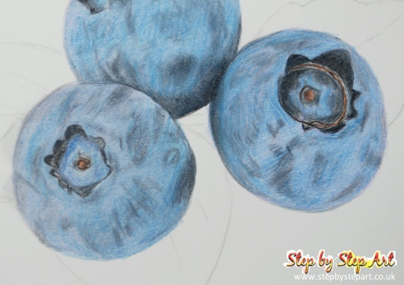 Blueberries coloured pencil drawing tonal layer