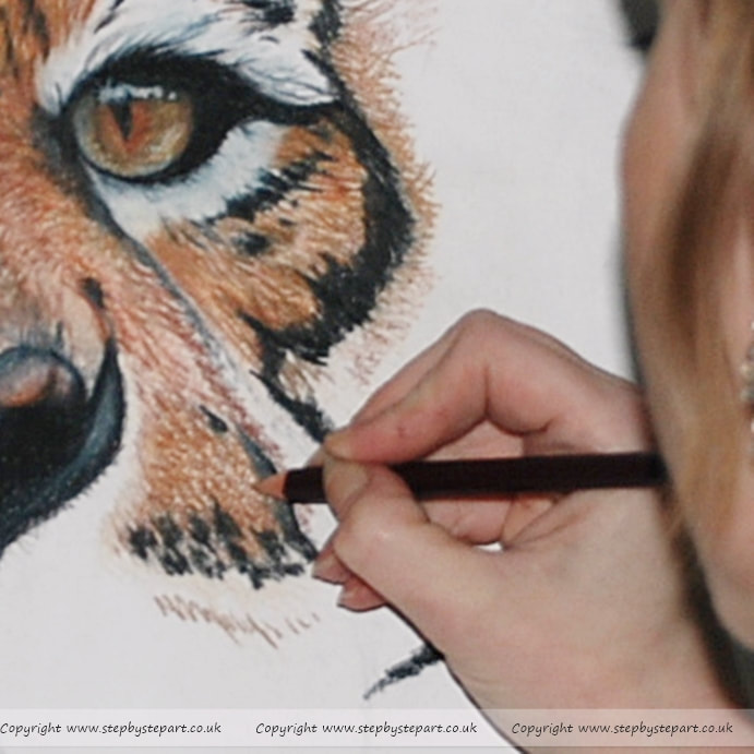 Applying secondary layers on a Sumatran Tiger pencil portrait on Colourfix paper