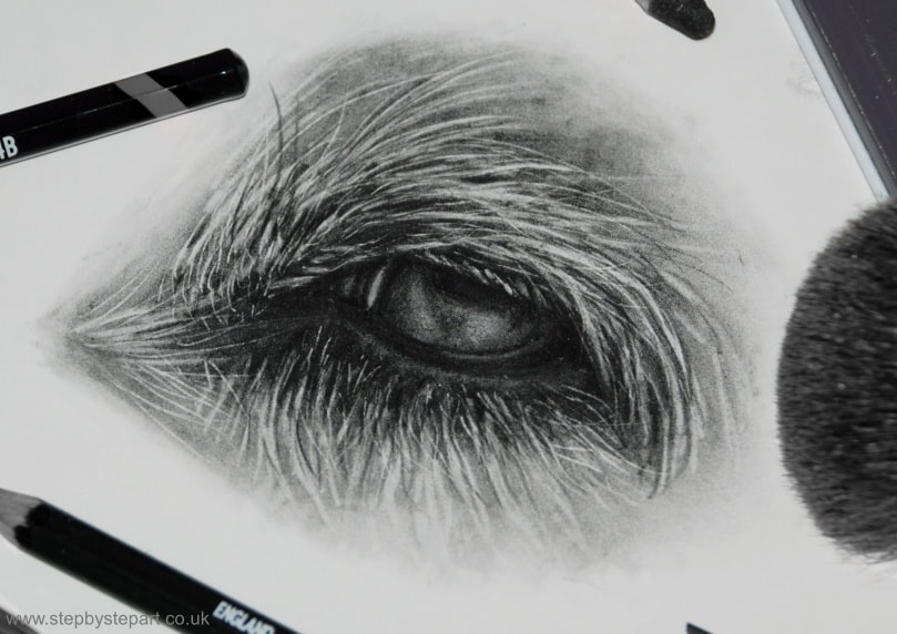 Dogs eye in graphite pencil