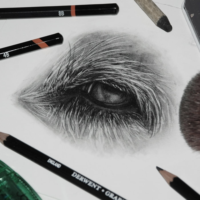 Dogs eye drawn in graphite pencils