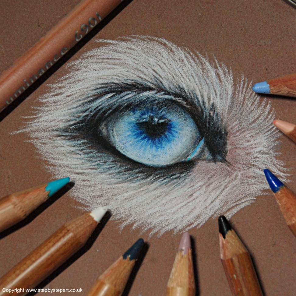 Blue Border collie eye created in Caran dache Luminance pencils on brown Clairfontaine Pastelmat