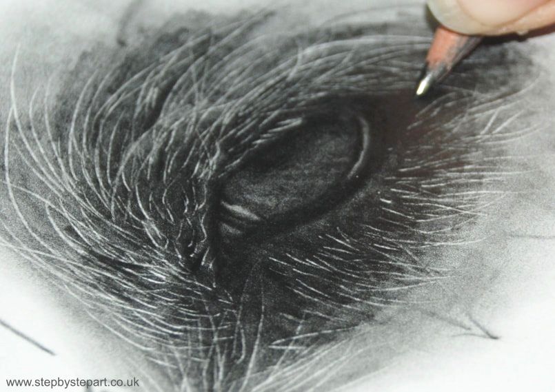 Building up the layers of a graphite drawing of a dog's eye