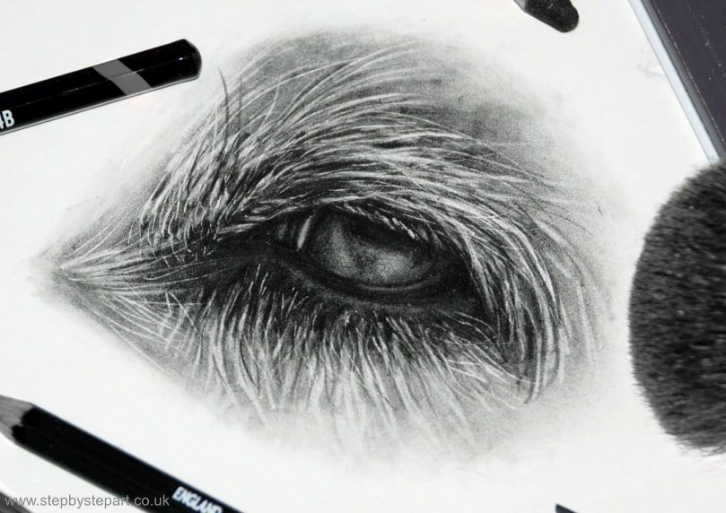 Dogs eye graphite pencil drawing