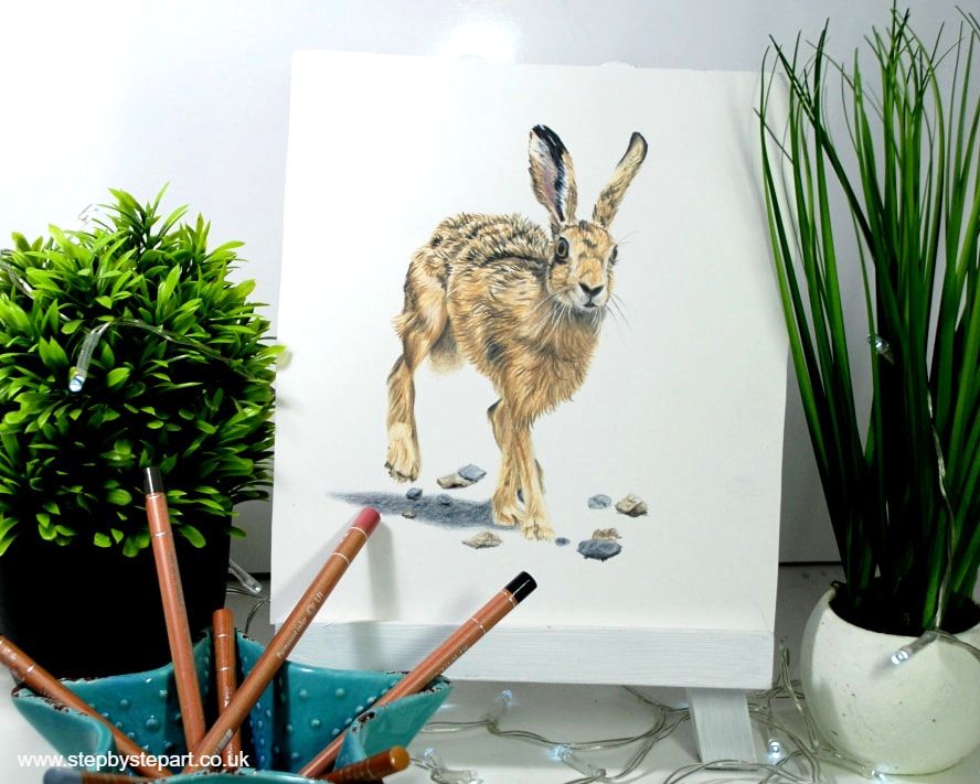 Coloured pencil drawing of a Hare using Caran d'Ache Luminance pencils in a jade green starfish dish