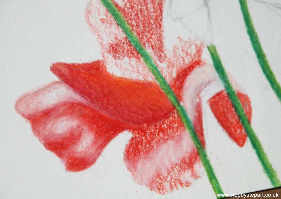 Coloured pencil drawing of a poppy blended using the Derwent blender pen