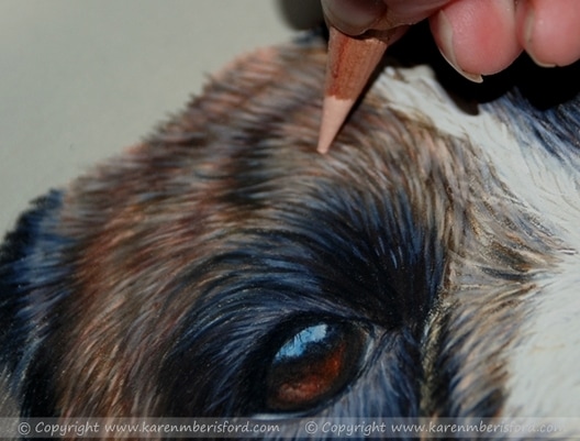 Boxer dog created using caran dache luminance coloured pencils