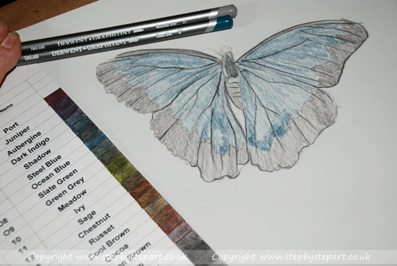 Graphitint colour chart and beginning a Blue morpho butterfly drawing on light grey pastelmat card