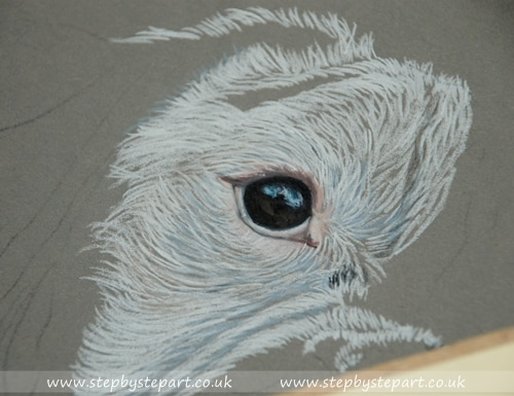 White Boxer eye on grey Ursus paper
