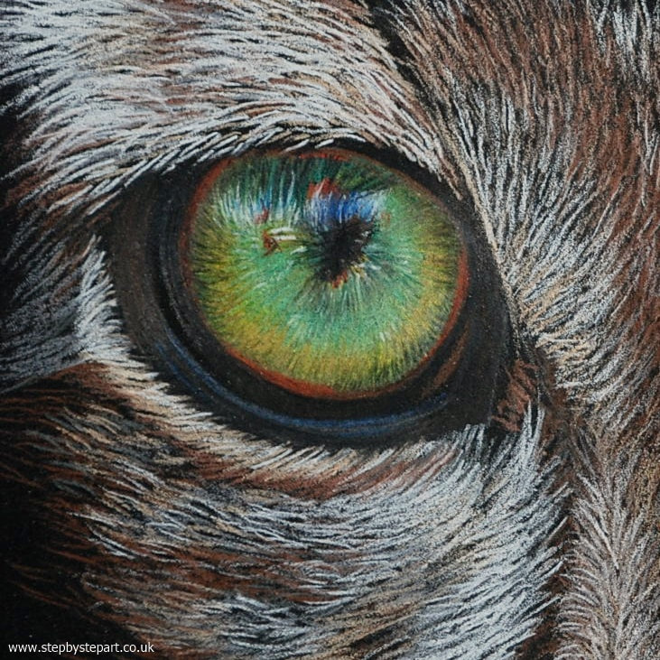 coloured pencil drawing of a snow leopard eye