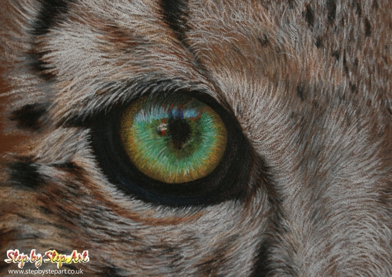 Snow Leopard eye in coloured pencils on canson mi-tientes touch