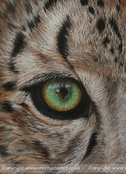 Snow leopard green eye created in coloured pencils on canson mi tientes Touch sepia paper