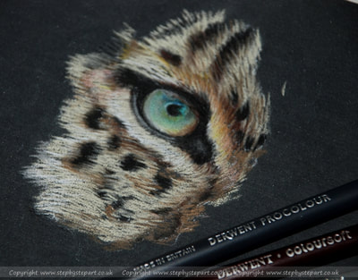 Leopard eye coloured pencil drawing on black UArt sanded paper and Derwent pencils