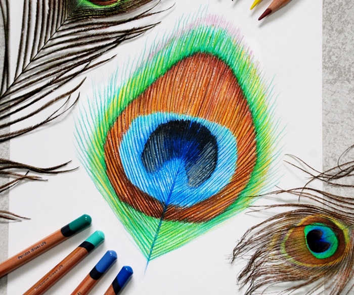 Peacock feather coloured pencil drawing for a mini tutorial and derwent lightfast pencils