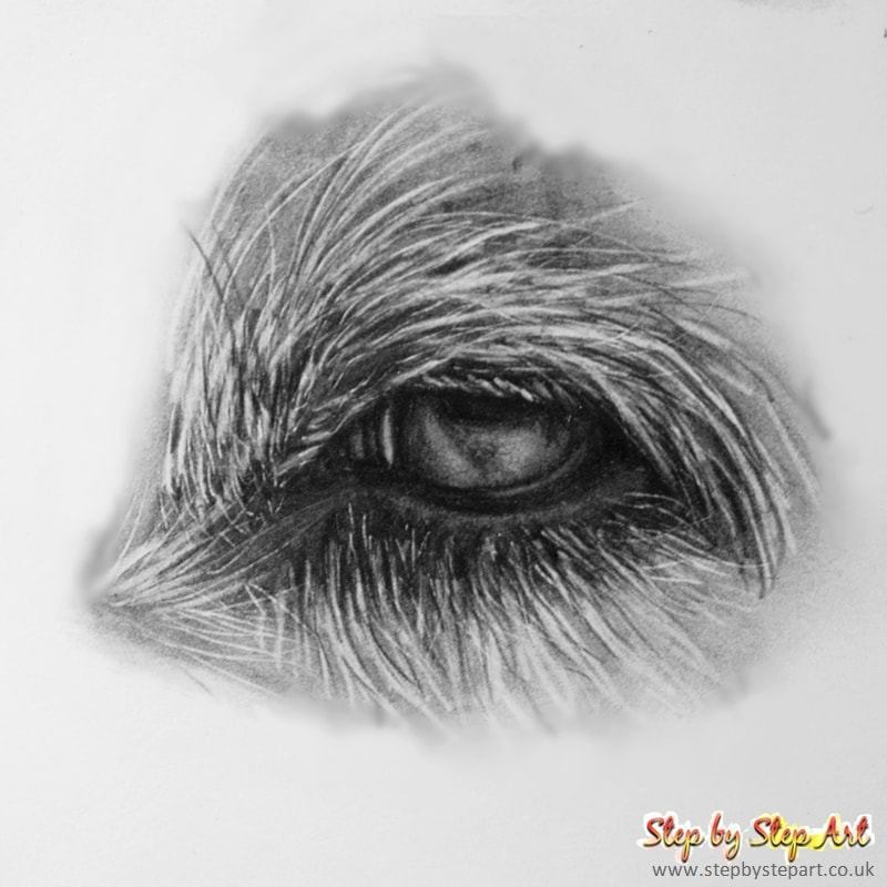 dogs eye drawn in graphite pencils by Karen M Berisford