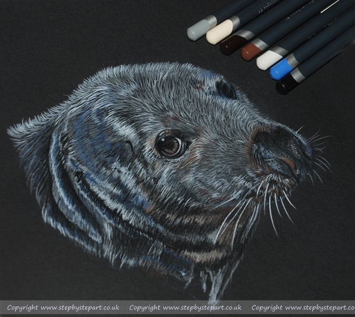 Grey seal completed in Derwent procolour coloured pencils